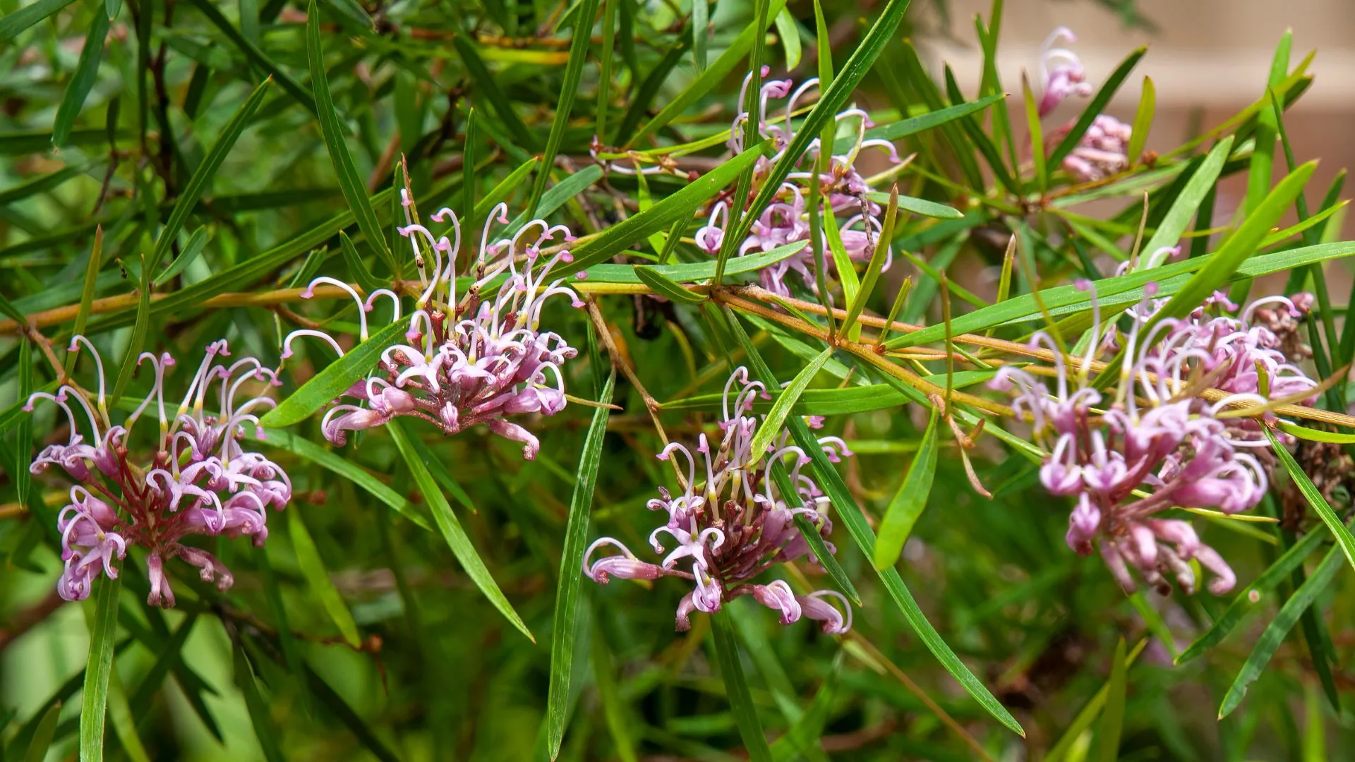 grevillea spider native plant