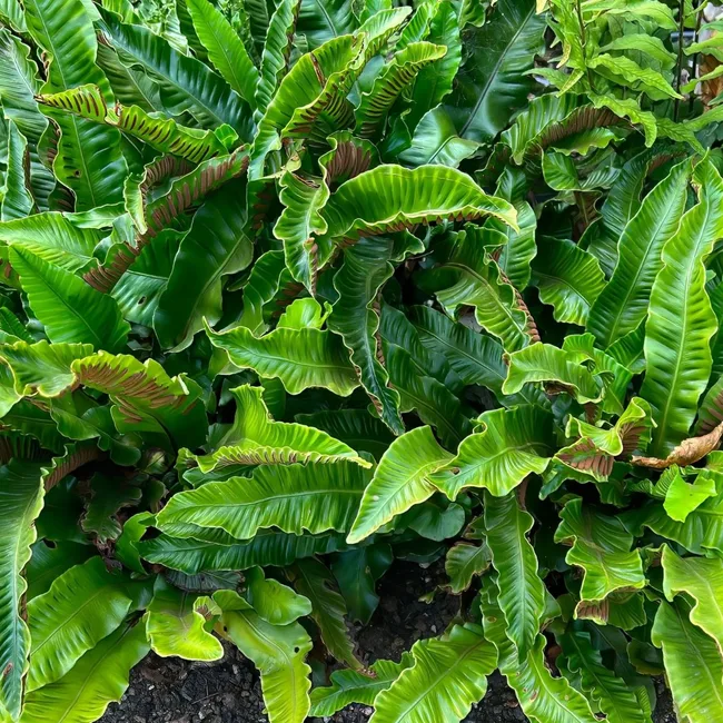 Hart's tongue fern (Asplenium scolopendrium)