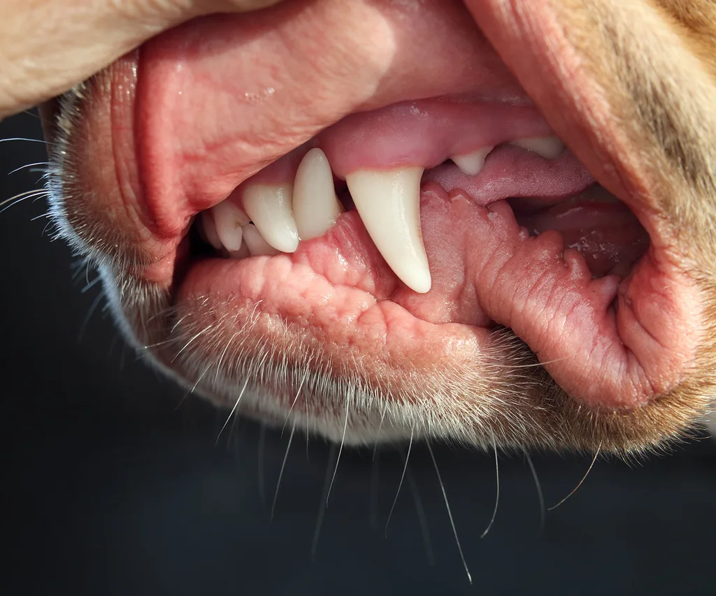Healthy pink gums of a two-year old dog.