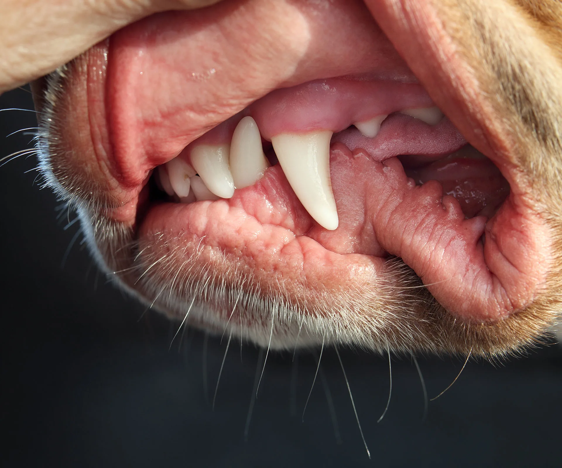 Healthy pink gums of a two-year old dog.