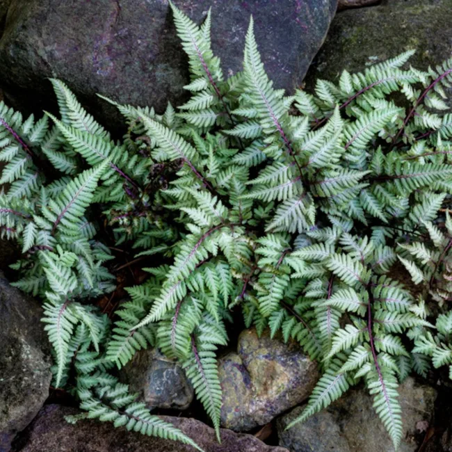 Japanese painted fern (Athyrium niponicum)