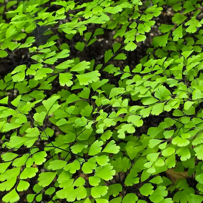 Maidenhair (Adiantum spp.)