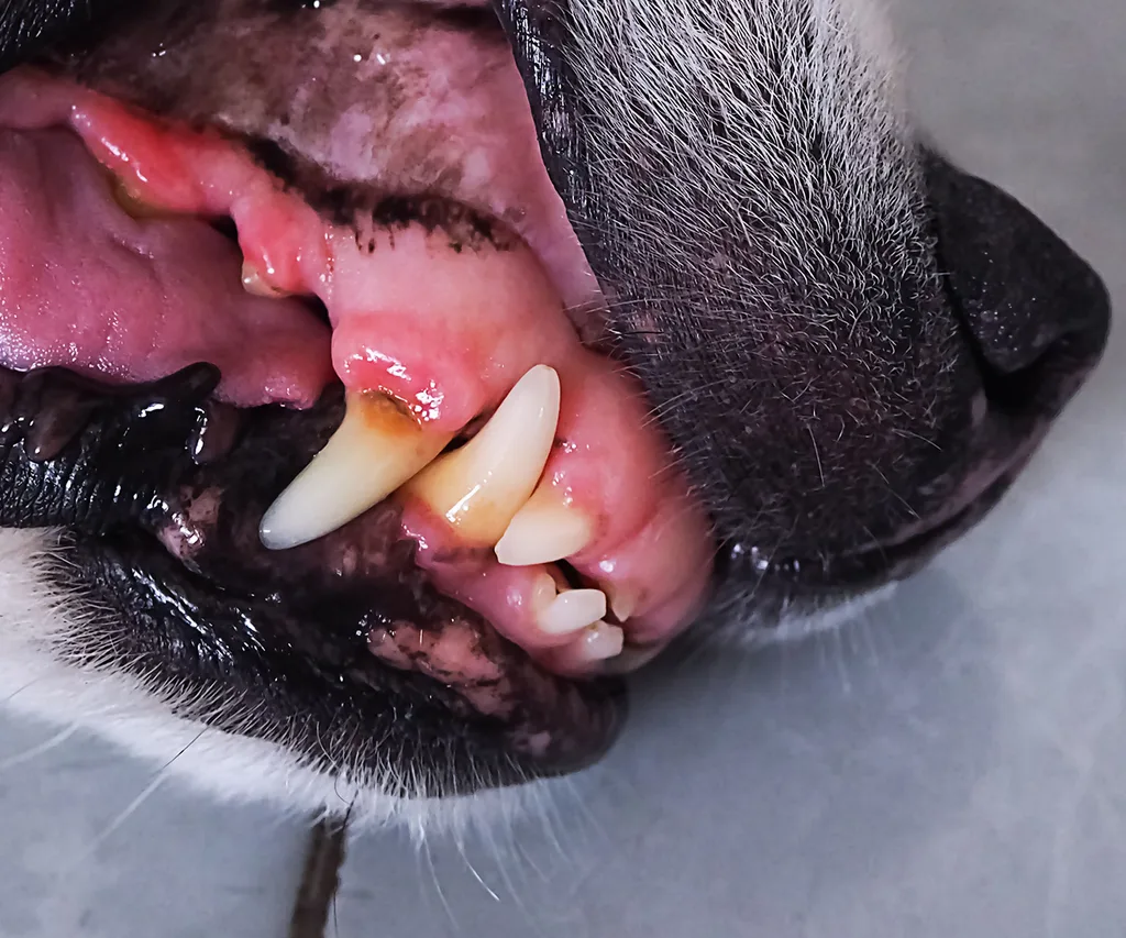 A dog with a distinct red line at the gum line, a potential indicator of dental disease