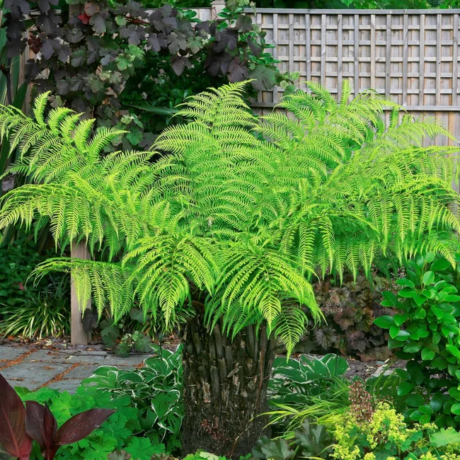 soft tree fern (Dicksonia antarctica)