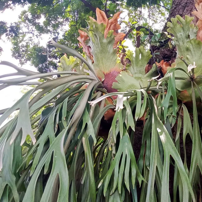 staghorn