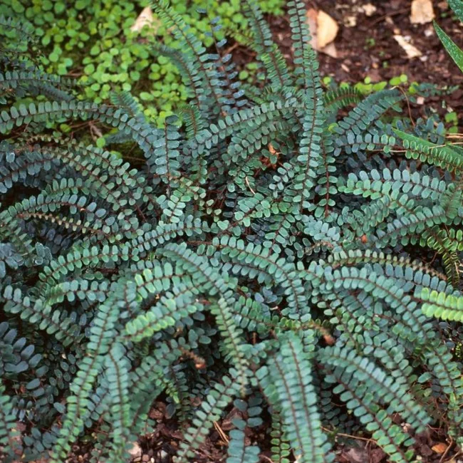 The button fern (Pellaea rotundifolia)