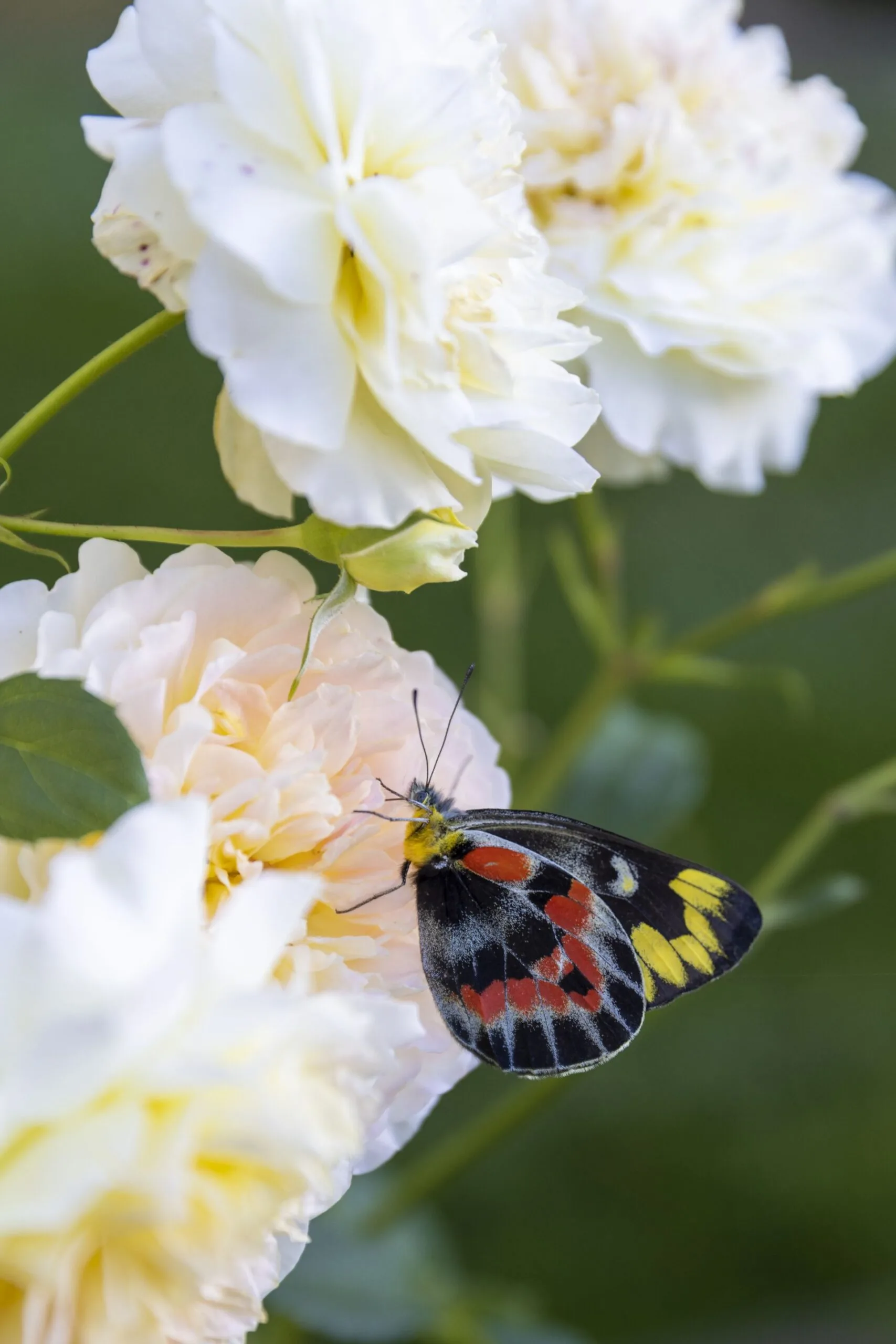 Butterfly in Natasha's garden.