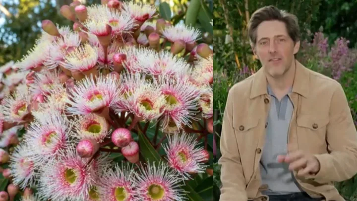 Charlie Albone’s 5 favourite plants for solving tricky garden problems