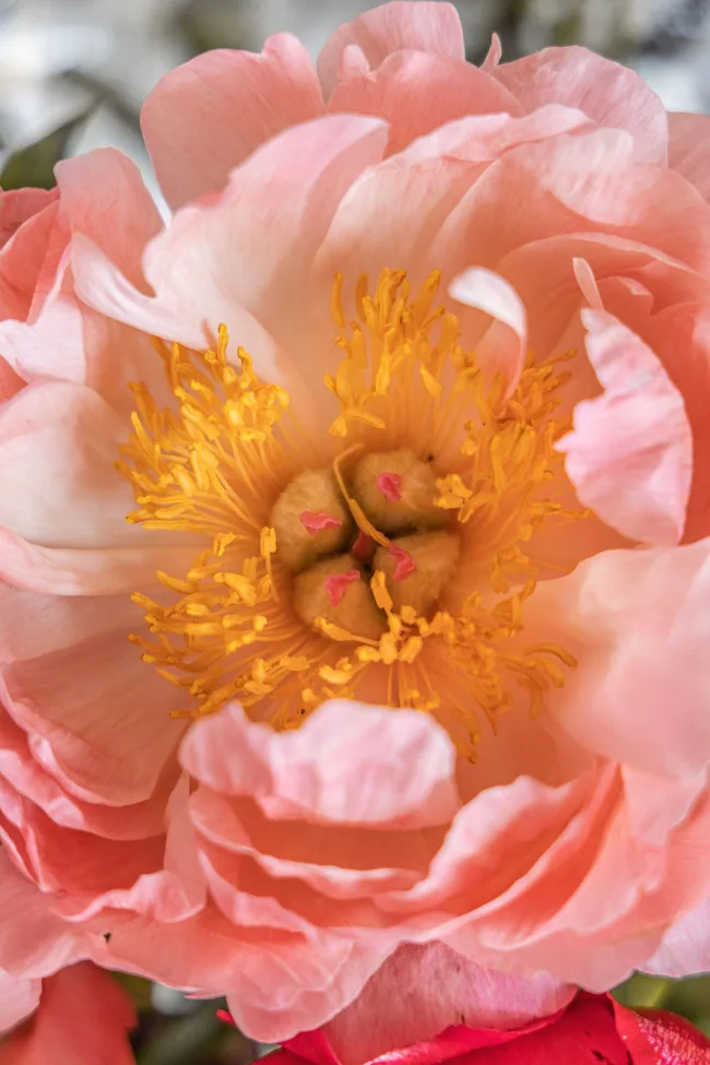 Coral charm