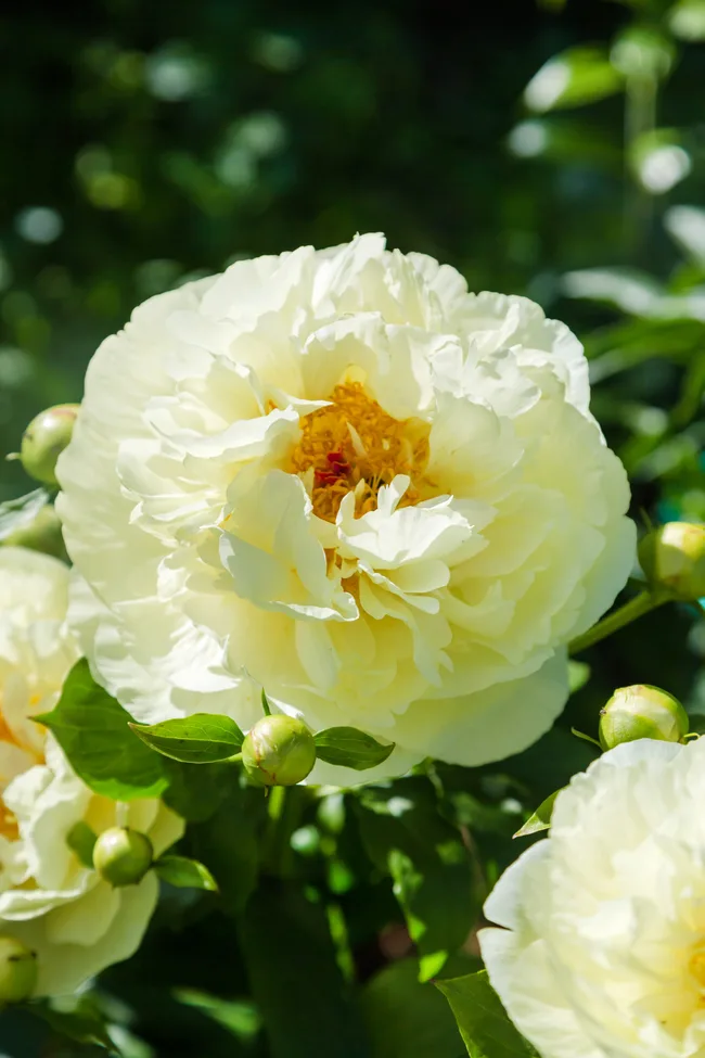 Lemon Chiffon'