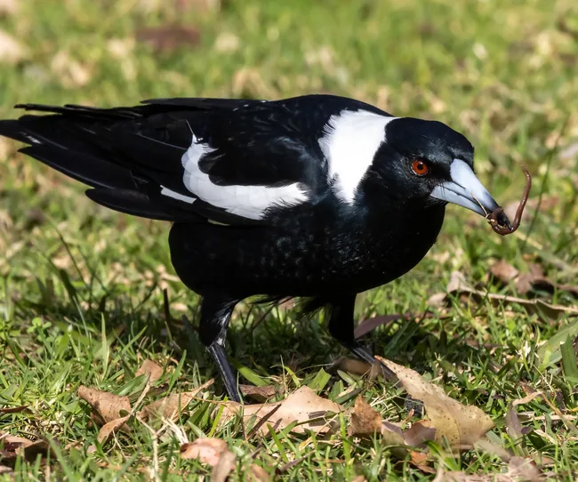 magpie-catching-worm
