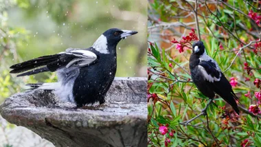 magpie garden