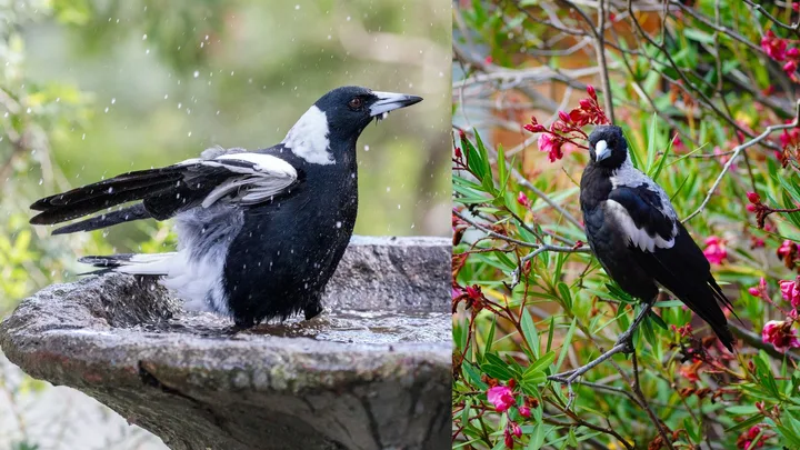 7 simple ways to attract more magpies to your garden