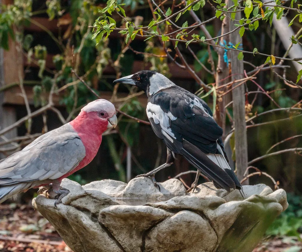 magpie and a galah sitting in a bird bath