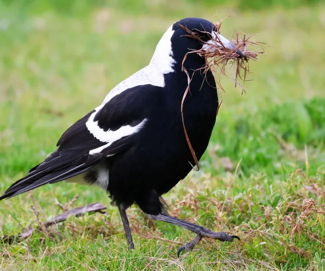 magpie-making-nest
