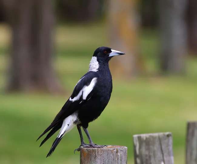 magpie-perched-fence