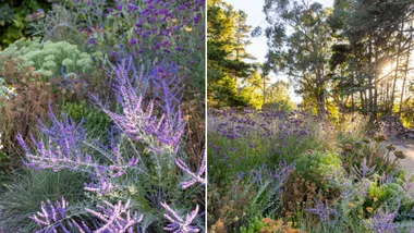 natasha's garden pics