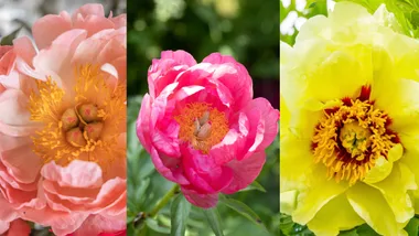 peonies making a comeback