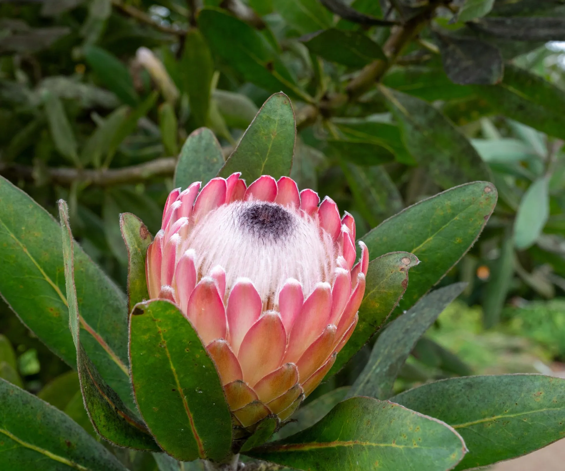 Protea Susara