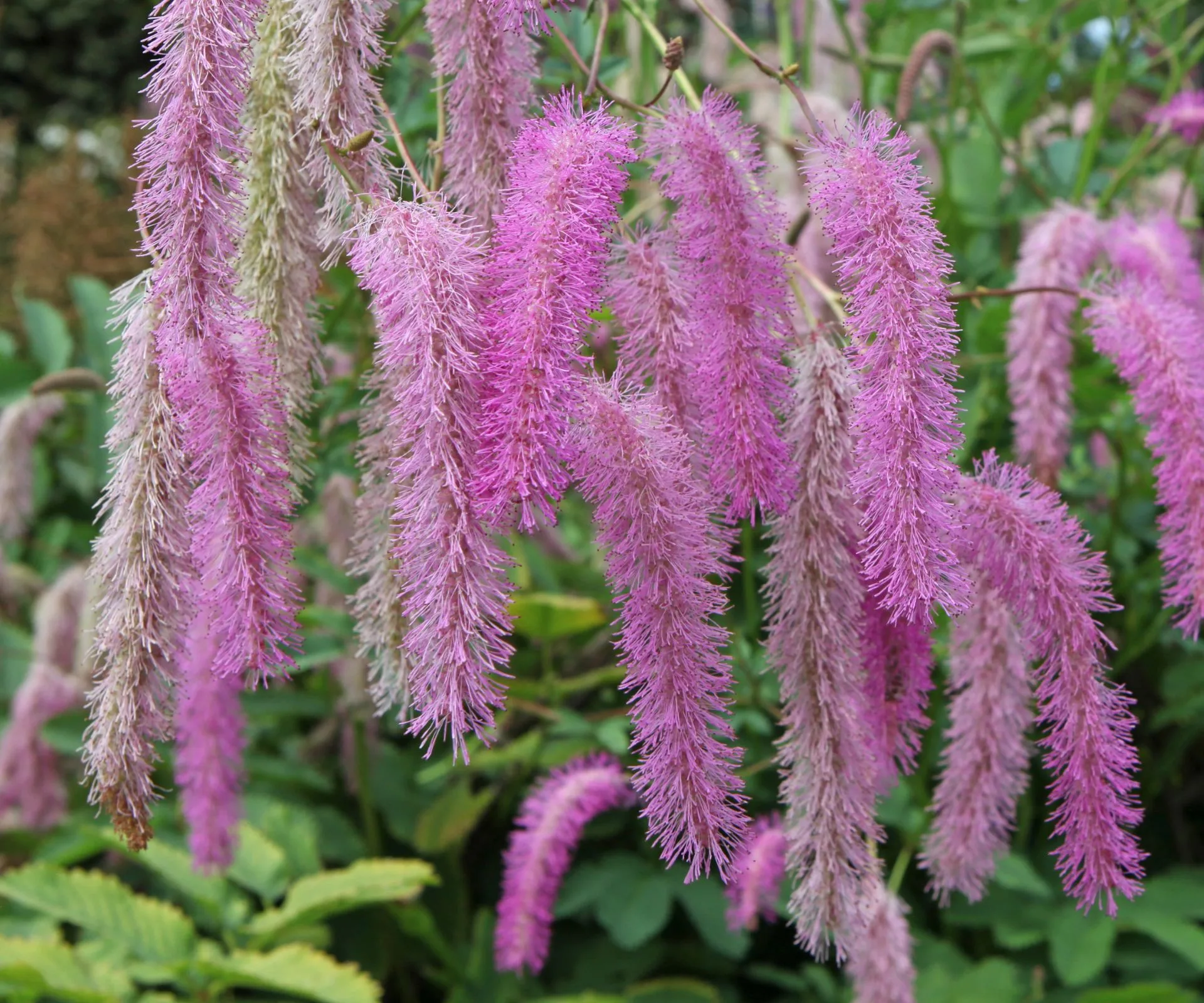 Sanguisorba hakusanensis 'Lilac Squirrel'