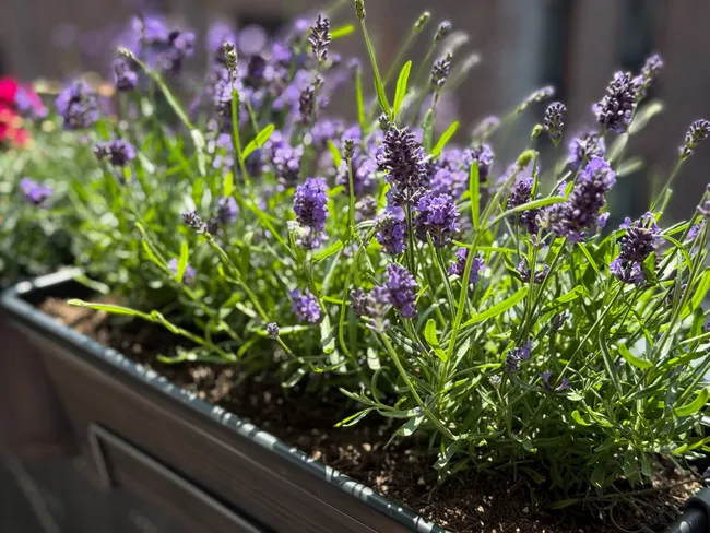 lavender plant sitting in boxed beds on balcony