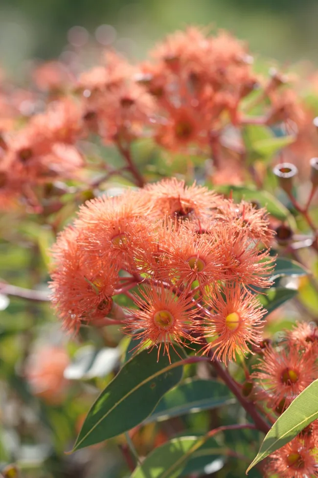 swamp bloodwood