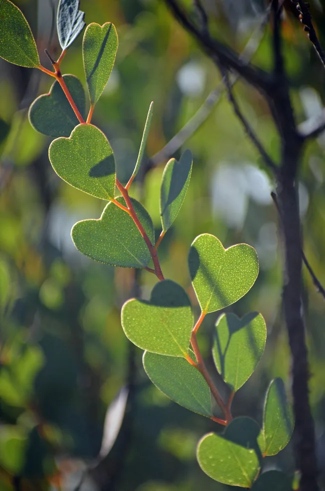 Heart shaped leaves of the Heart-Leaf Mallee, Eucalyptus websteriana, family Myrtaceae. Endemic to Western Australia. Also known as Websters Mallee.