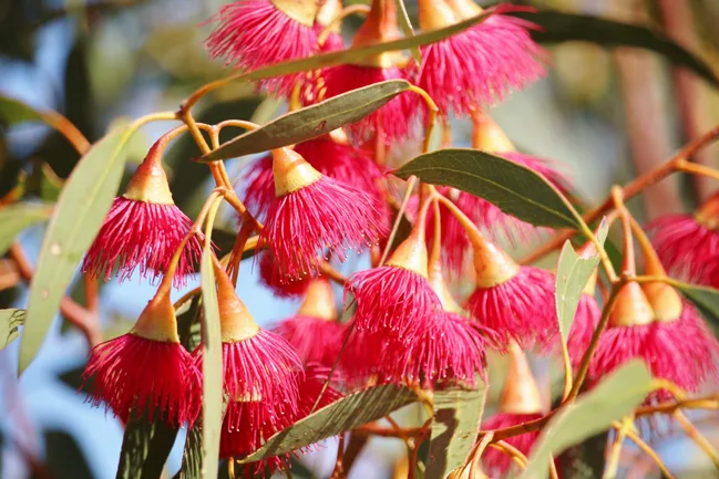 Flowers of Silver Princess (Eucalyptus caesia) South Australia
