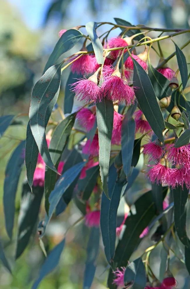 Pink blossoms and blue green leaves of the Australian native Blue Gum, Eucalyptus leucoxylon Euky Dwarf, family Myrtaceae. All year flowering small drought tolerant ornamental tree that attracts bees