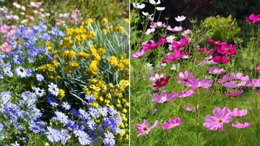 coloueful annuals