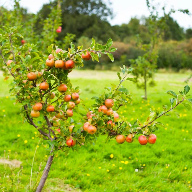 apple tree