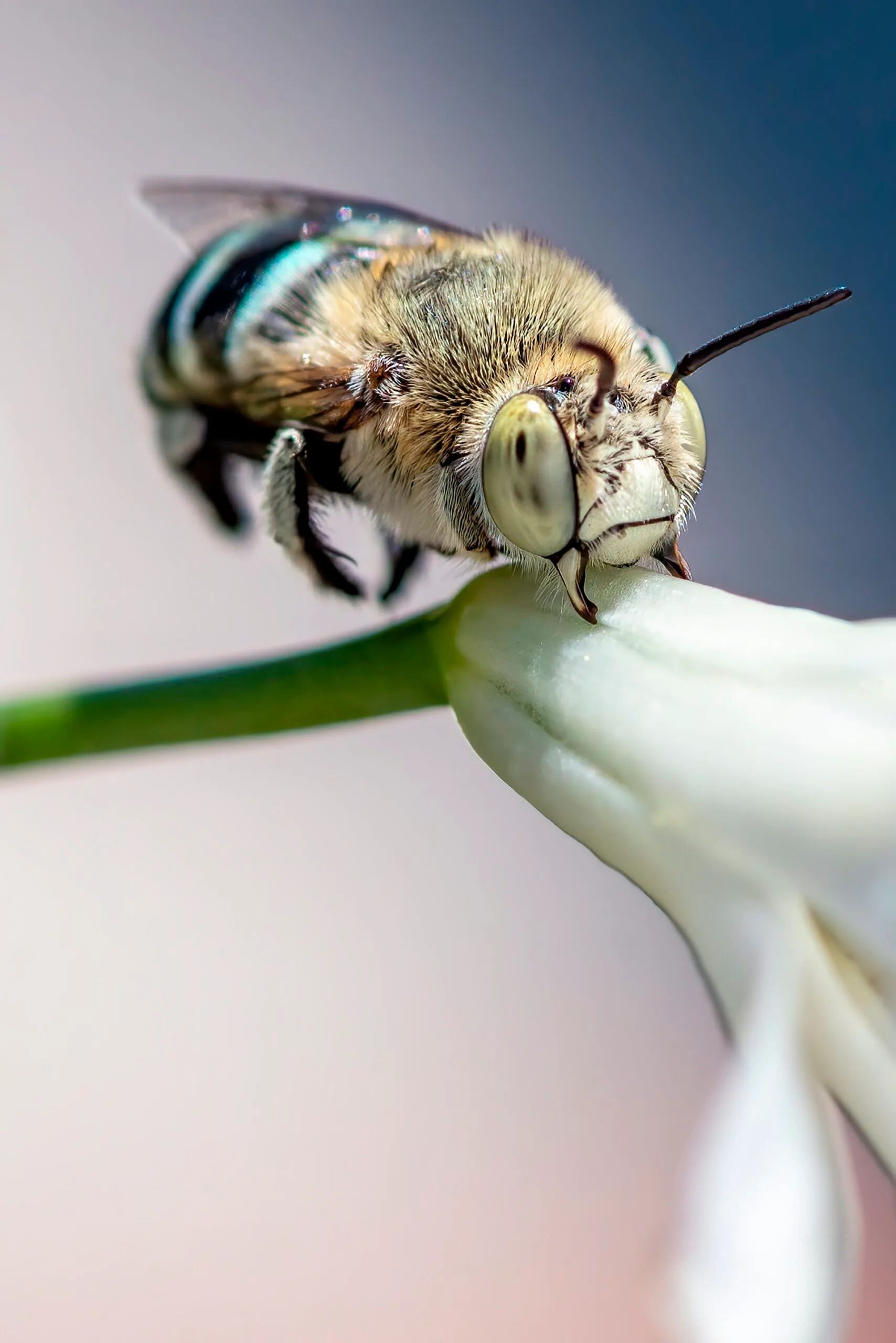 blue banded bee sitting on white agapanthus flower 