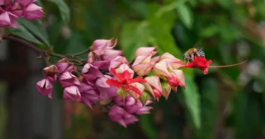 blue banded bee pollinating an australian native plant