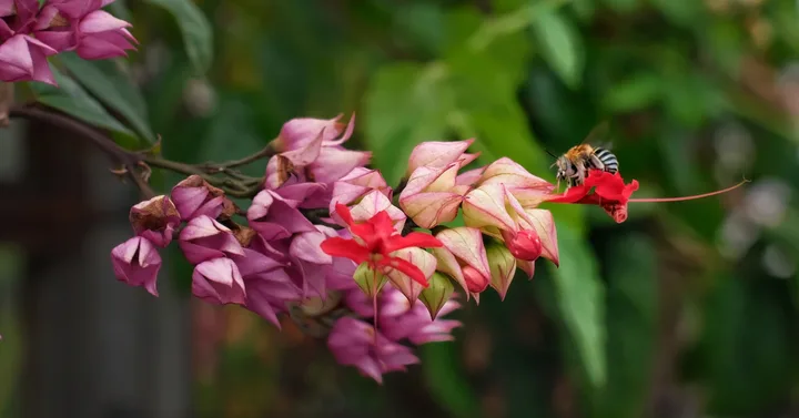 Meet the Aussie native bee that holds a world record for its size
