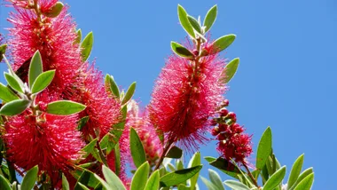 Bottle brush
