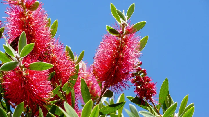 12 plants Australian gardeners recommend for a hot, flower-filled summer