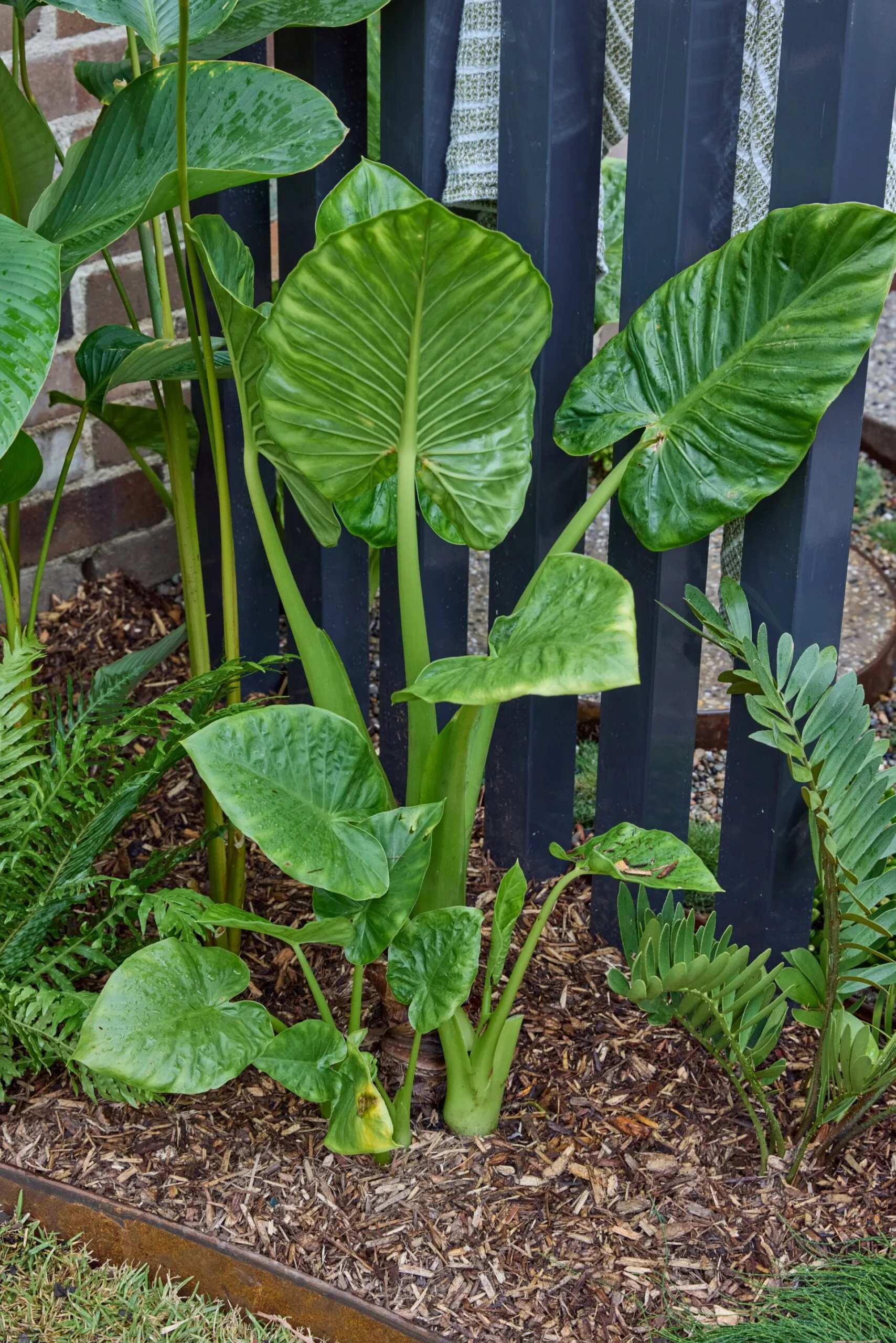 large fern like oplant in garden bed surrounded by chip mulch