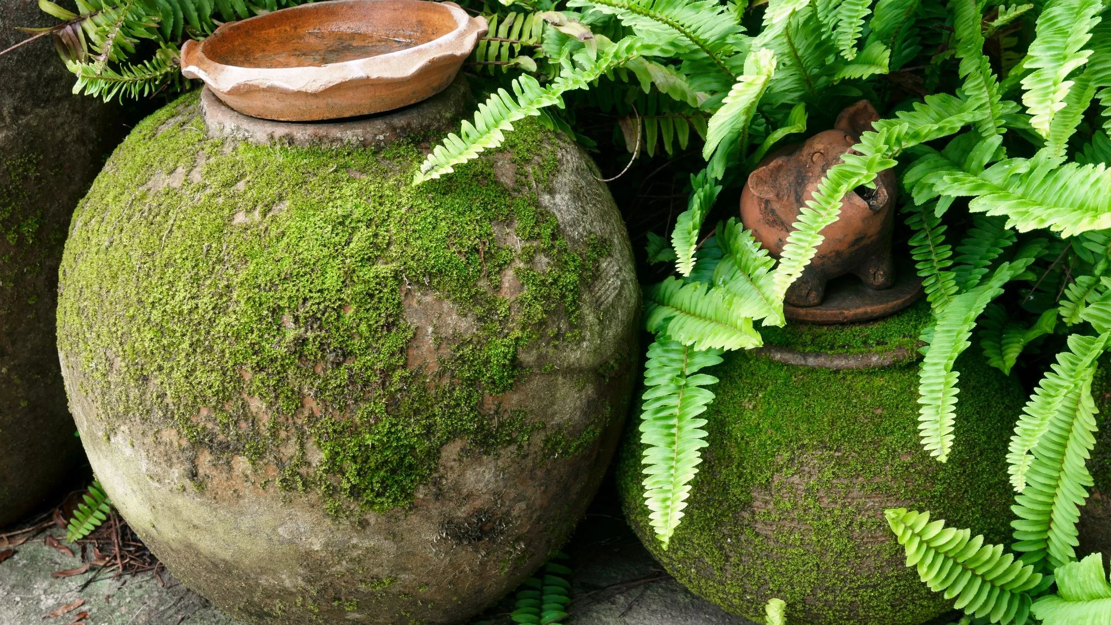 moss growing on a pot int he garden