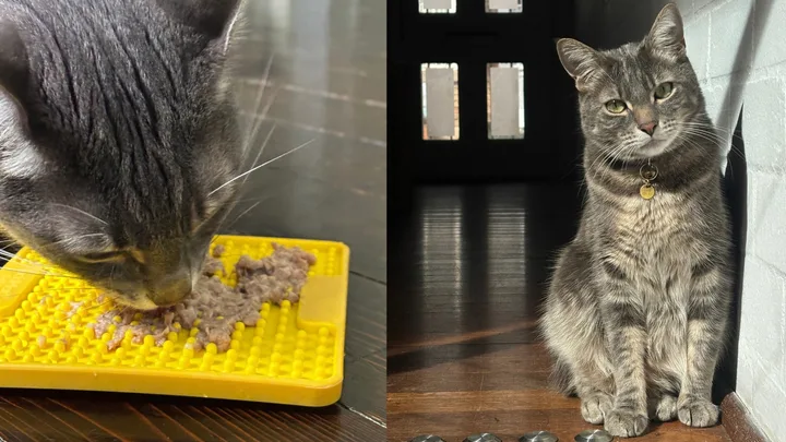 I trialled fresh food for my fussy cat – the best part of it was unexpected