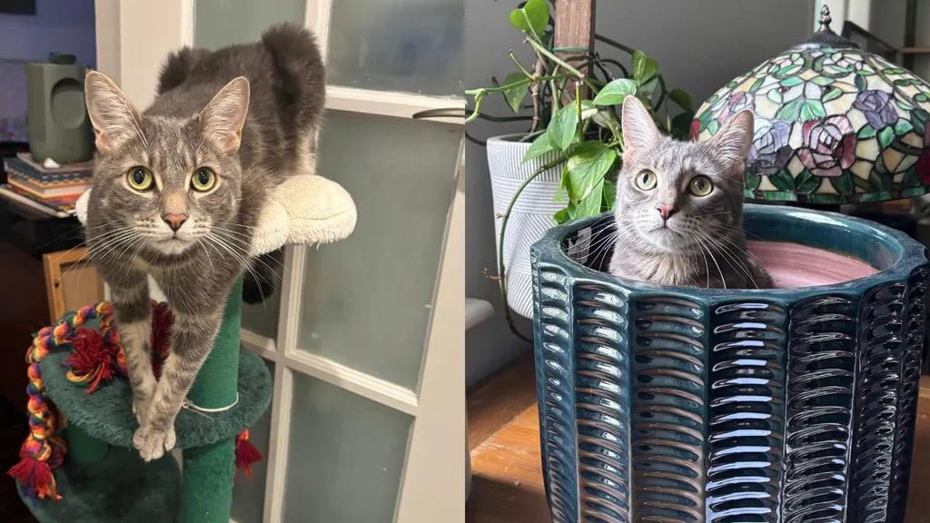 Sunny the cat in all his quirky glory.