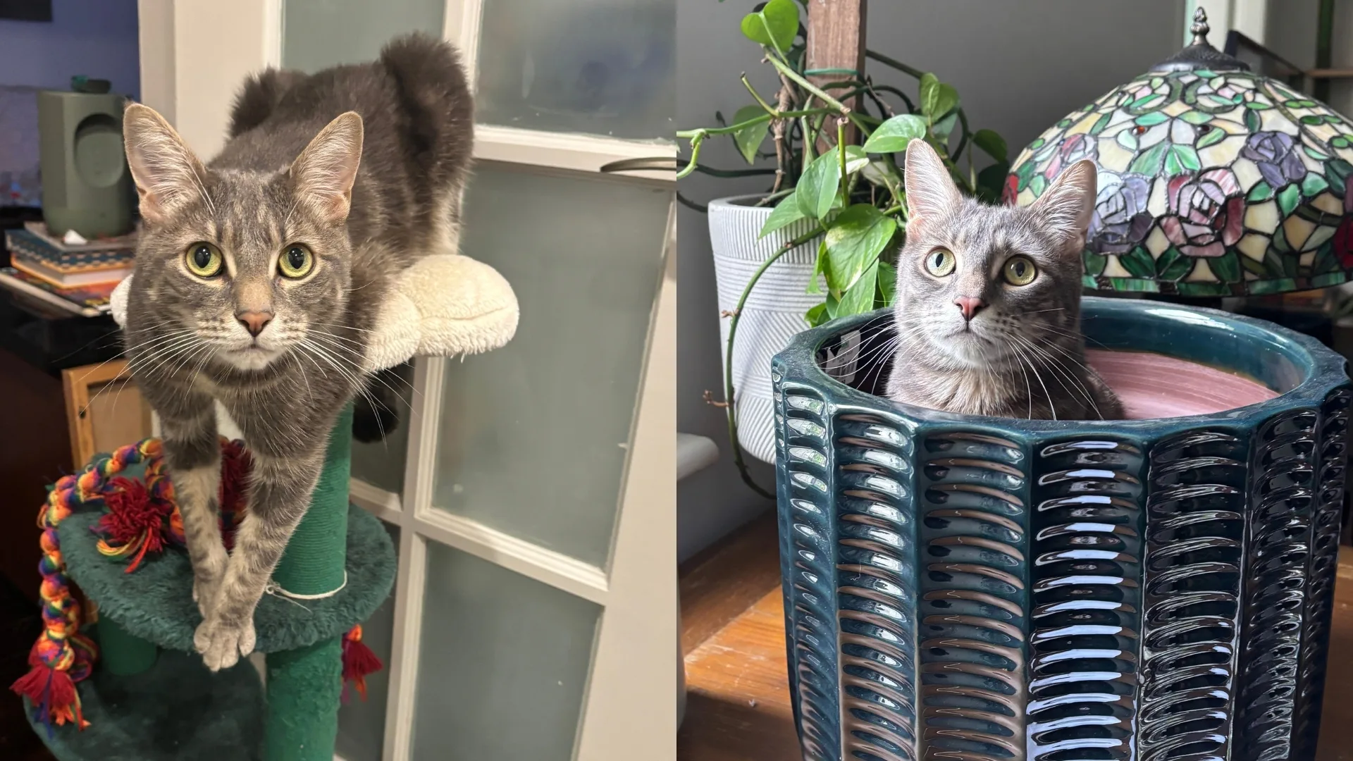 Sunny the cat in all his quirky glory.