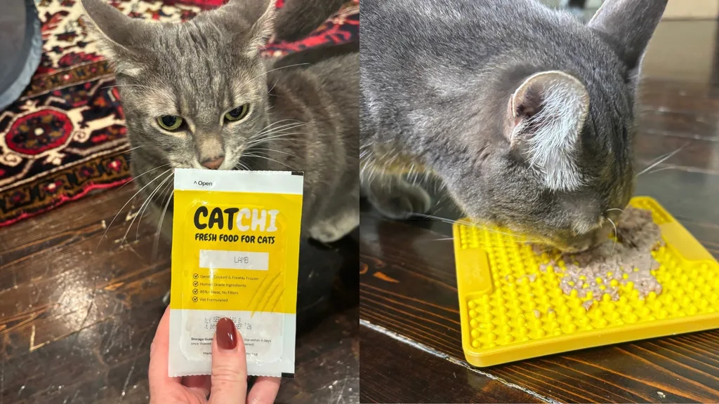 Sunny the cat trying Catchi