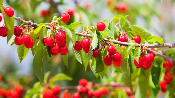 6 fruit trees you can still plant this spring that aren’t citrus