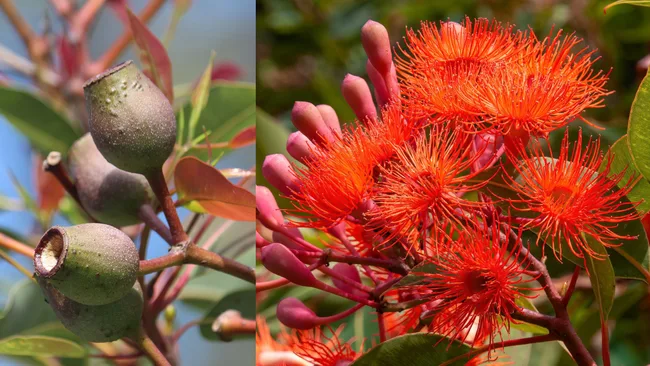 orymbia ficifolia or Redflower gum growing in a garden. Pictured the fruit is a woody urn-shaped capsule