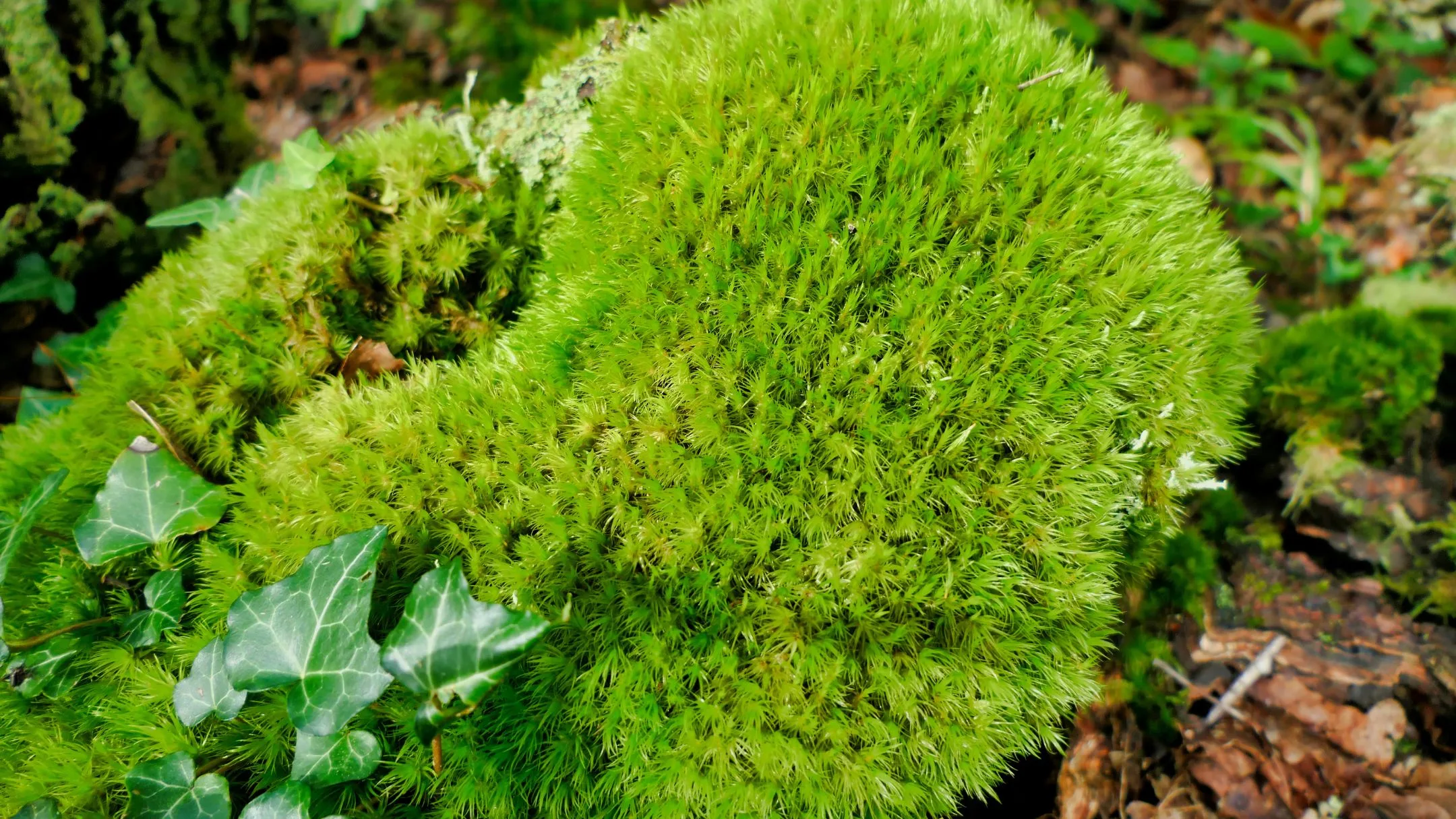 cushion moss growing in the garden.