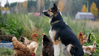 Are backyard cats and dogs safe from bird flu? We asked a vet