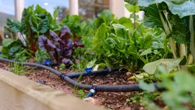 drip irrigation set up in vegetable garden to feed lettuce