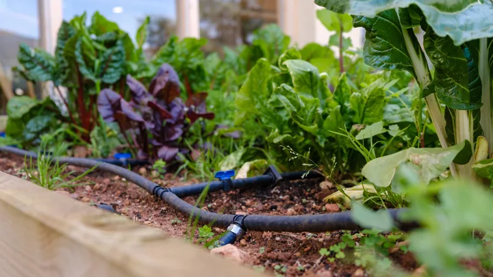 How to set up irrigation, save on water and keep your plants hydrated
