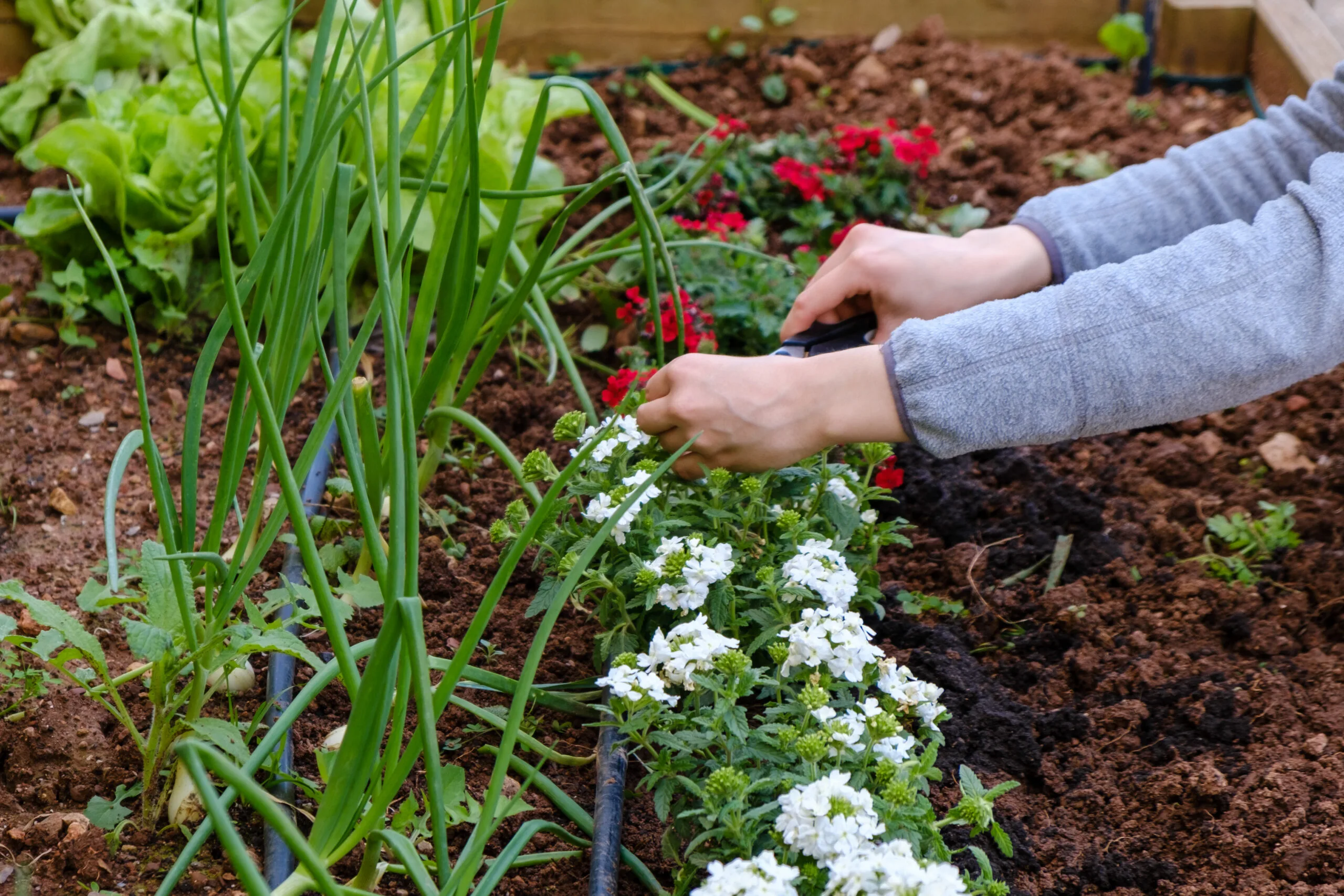 person placing drip irrigation over small flower plants with spring onion behind