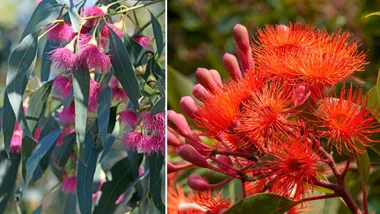 dwarf gum trees